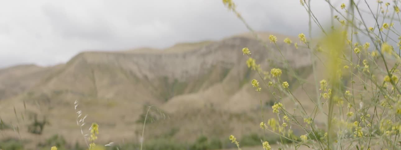 Yellow flowers blowing in the wind with a hill in the background