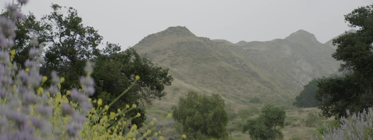 Landscape of range of mountains with flower and trees in the daytime
