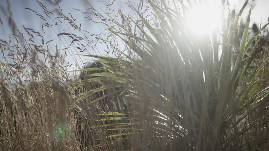 The sun shines down on tall grass and plants