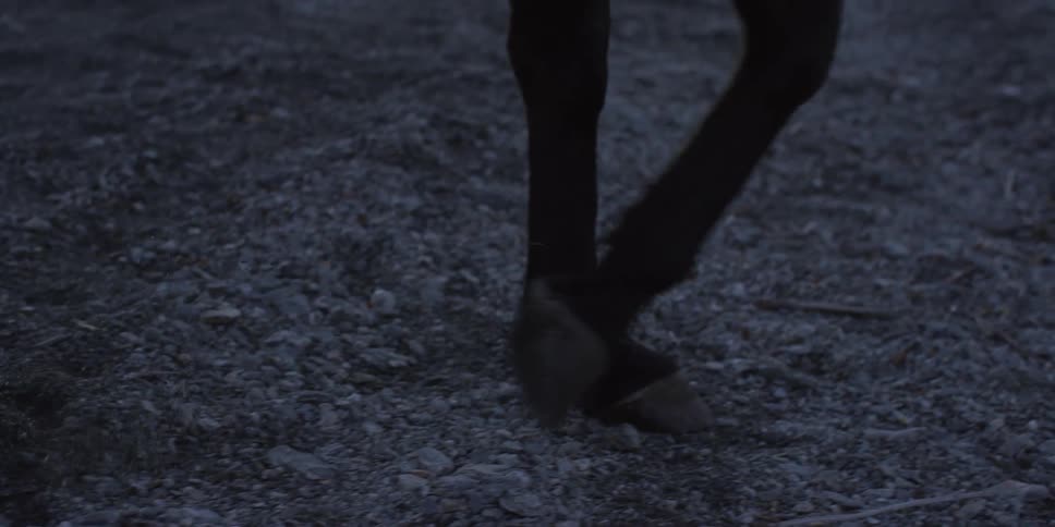 Horse stepping carefully along a rocky riverbank