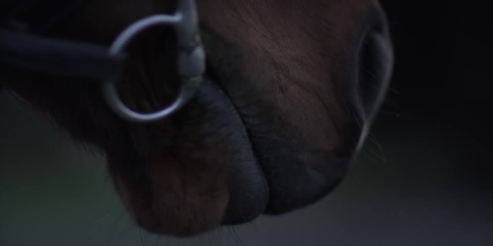 A horse has his head tilted down in a dark area