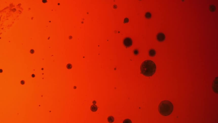 Oil reacting with water
