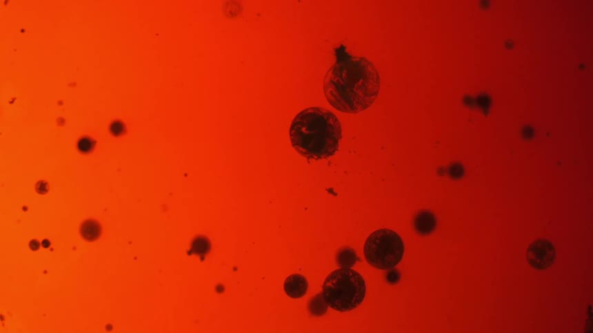 Water bubbles burst and break apart in red liquid