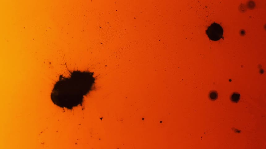Oil reacting with water