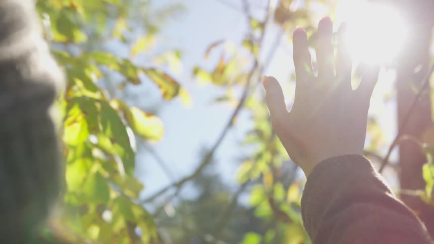 A person holds their hand up to sunlight shining through a trees leaves