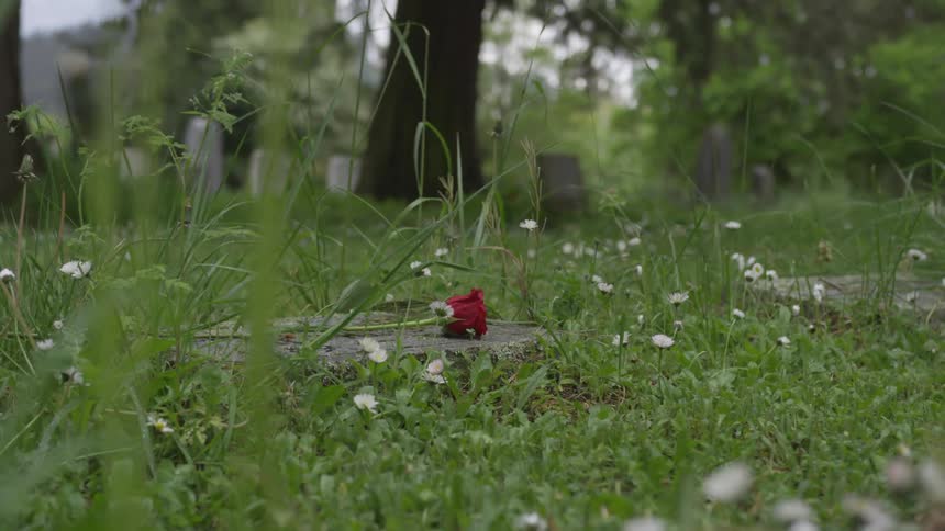 Close up shot of a rose being dropped on a grave