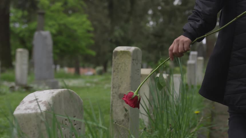 Person holding red rose walks past old tombstones in graveyard