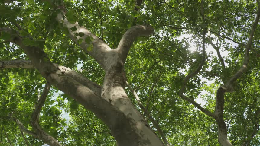 Tall trees with large swirly branches