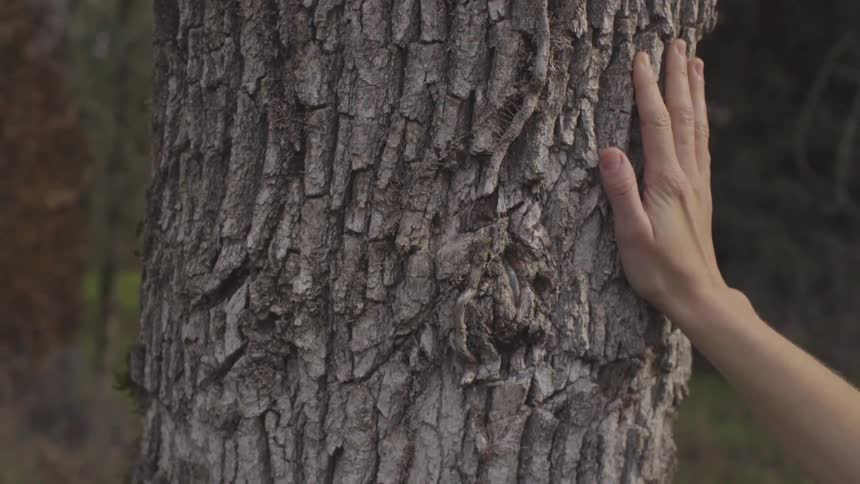 Person rubbing hand on tree