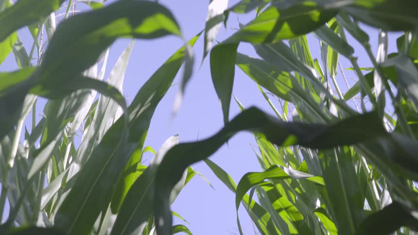 A cornfield under a bright blue sky