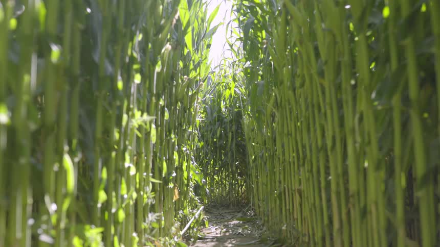 Large corn stalks