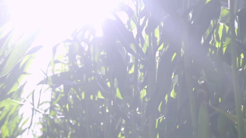 Corn stalk in the sun