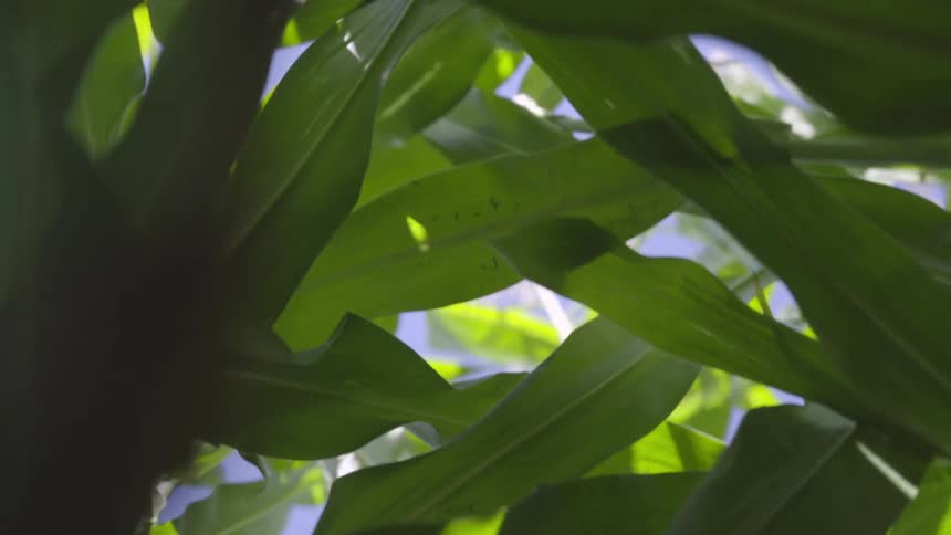 The leaves are very close up and shaking