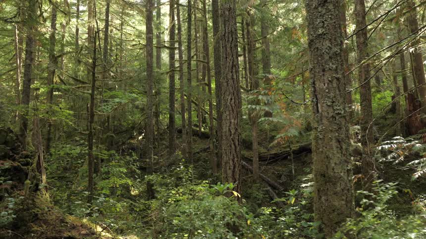 Brush and fallen trees in forest
