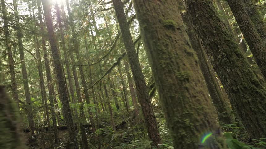 View of trees in a forest