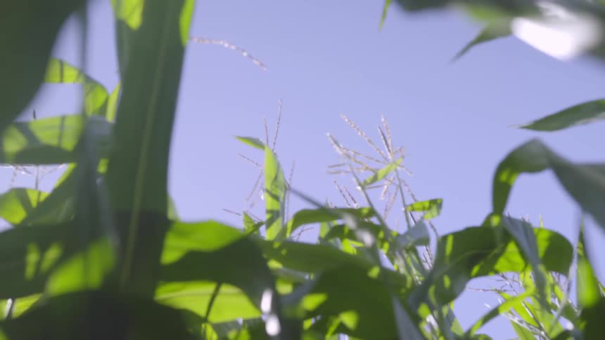 Long green leaves blowing in the wind