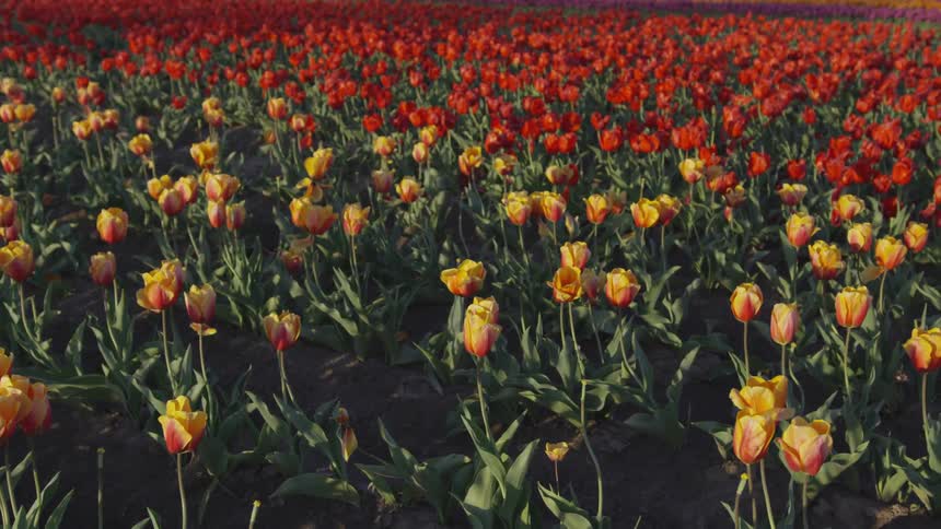 A field of brightly colored tulips