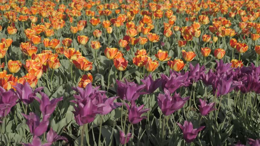 Purple and yellow and orange tulips growing in a field
