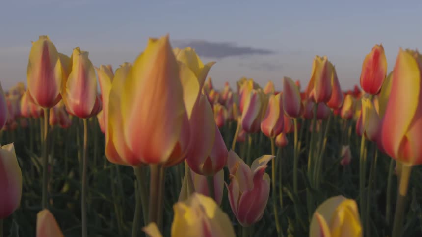 Yellow and pink tulips grow in a field