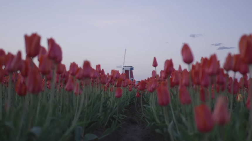 A field of tulips in front of a windmill