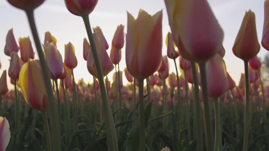 Sunlight shines through pink and yellow tulips growing in a field
