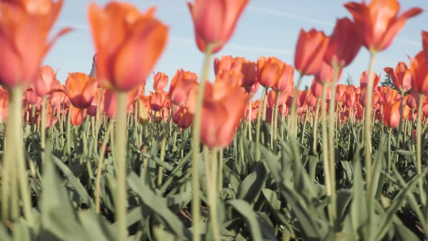A laborer walks through a field of tulips