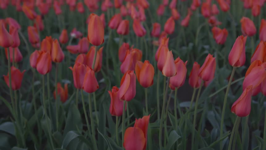 A field of tulips