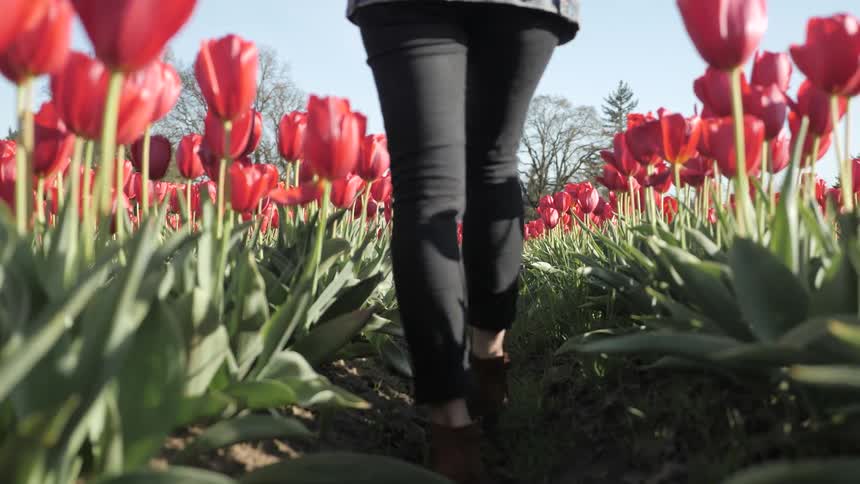 A woman with black pants and brown boots is walking between rows of tulips