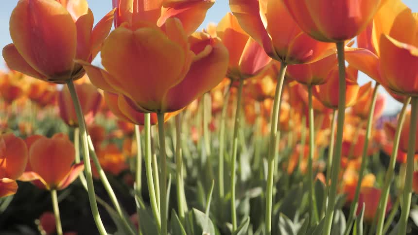 The camera looks at a field of flowers