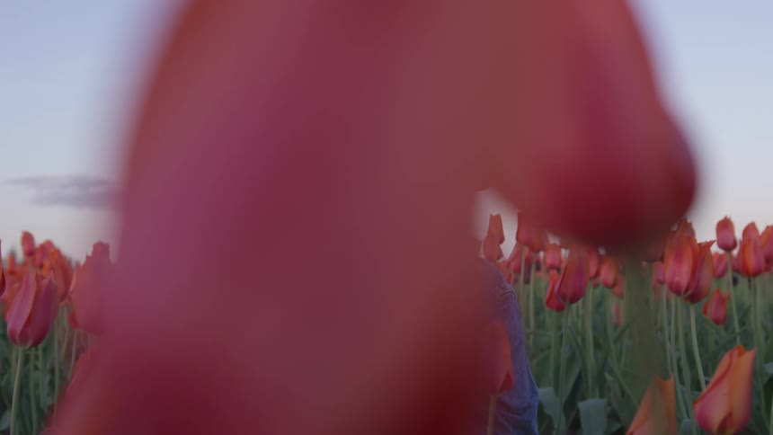 Woman in the black hat stands in a field of red flowers and smells one of them