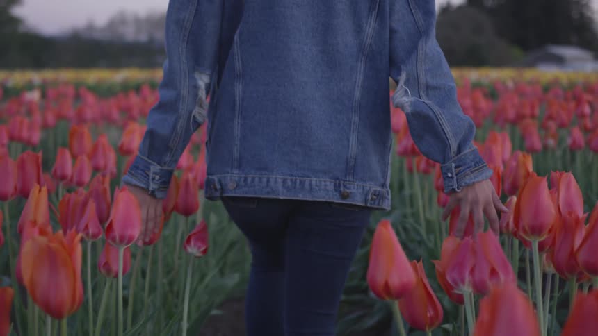 Woman wearing denim walks in tulip garden touching flowers on a cloudy day