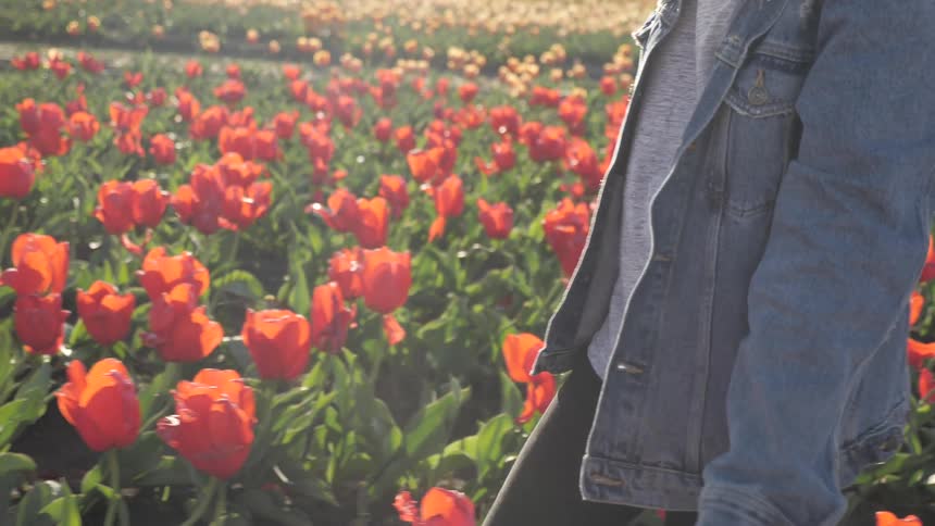 A woman wearing a denim jacket walks through a field of tulips