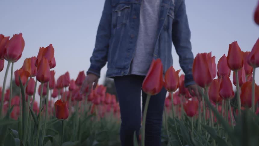 A woman stands in a field of red tulips