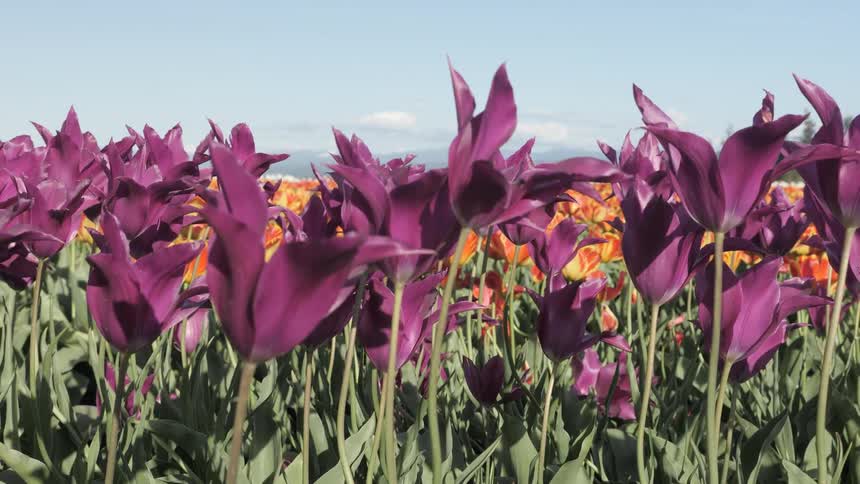 A breeze blows through purple tulips in a field