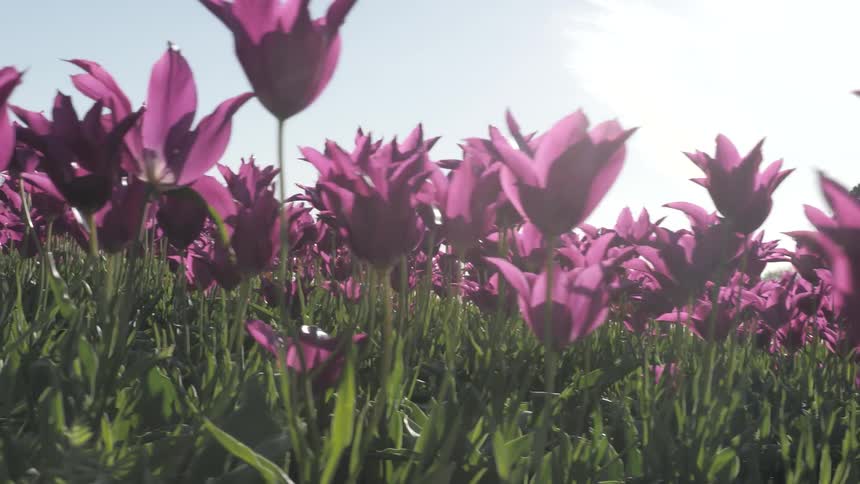 Sunlight shines down on purple tulips growing in a field