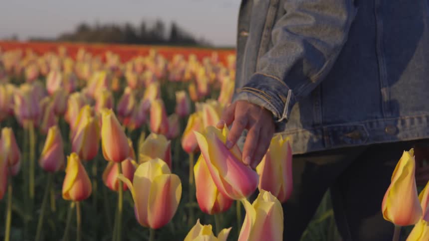 A person walking through a field of tulips