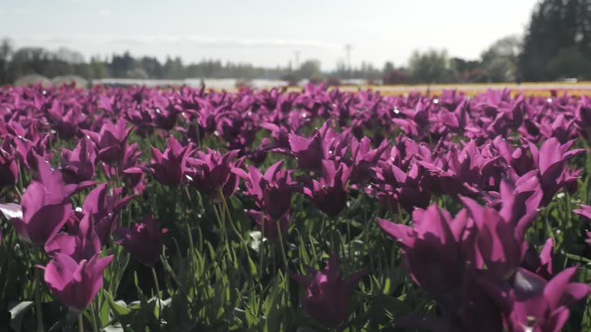 Purple flowers grow in abundance in a field