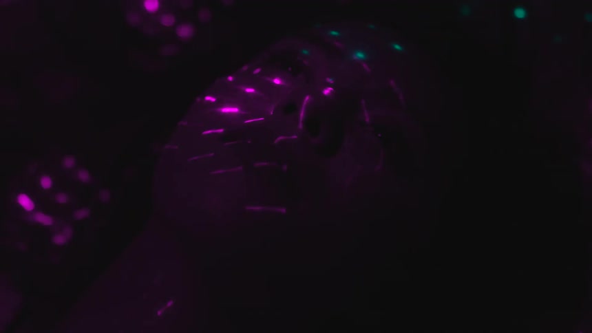 A woman lies on the ground with her eyes closed while bright flashing lights reflect off of her