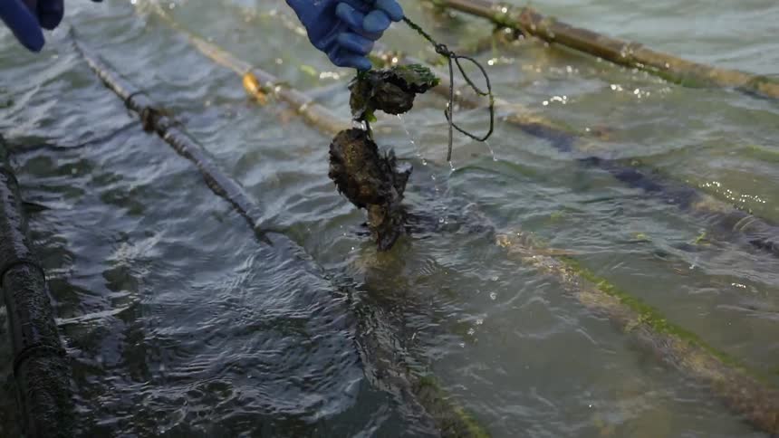A person works to cut a strand of something off a bamboo framework