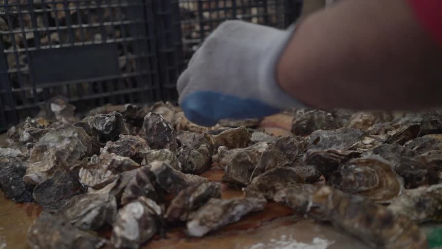 A worker is sorting through oysters on a table