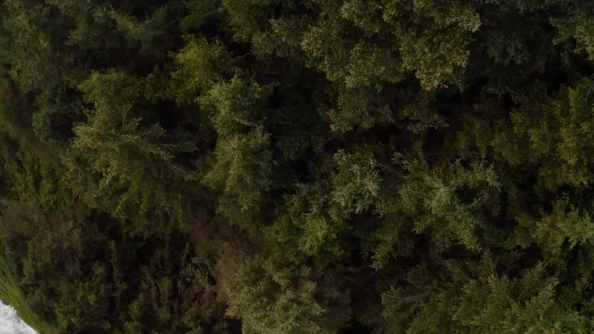 Entering the forest from the top