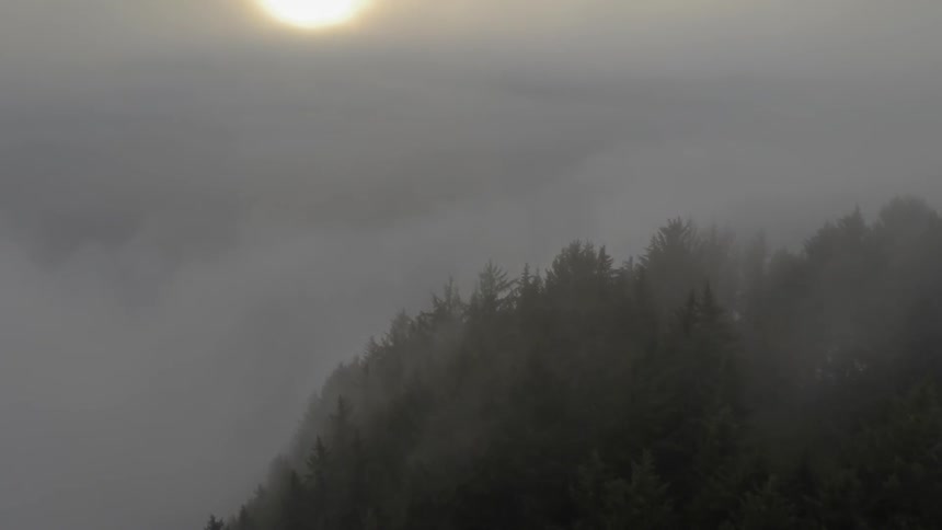 Fog over top of a forest