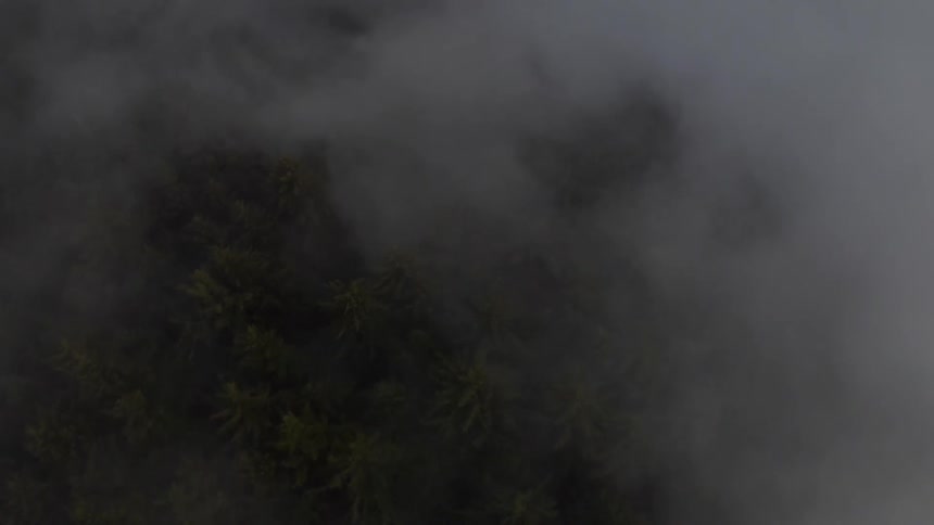 A dense green forest is seen from directly above it as it is covered in an eerie layer of fog