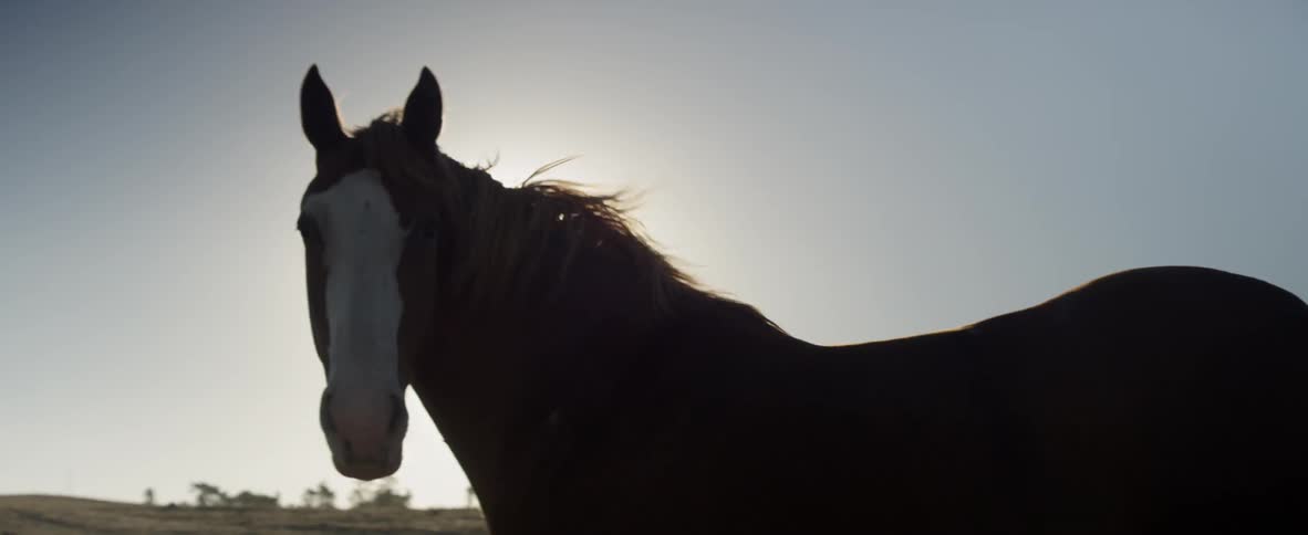 A horse stands in a windy field