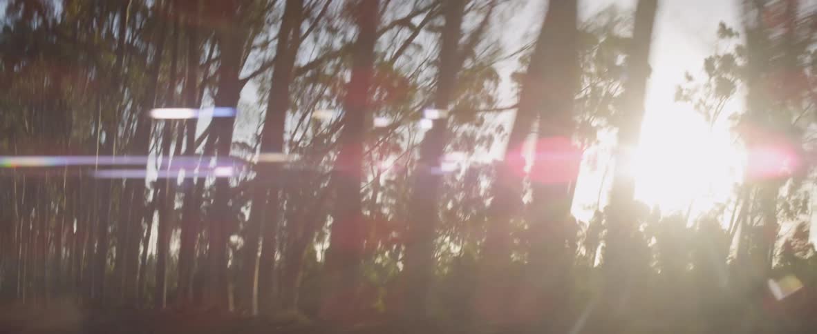 Landscape of row of trees at sunset