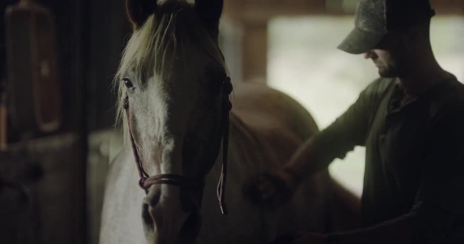 A man carefully grooms a horse in a stable