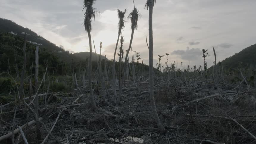 A cut down grove a trees