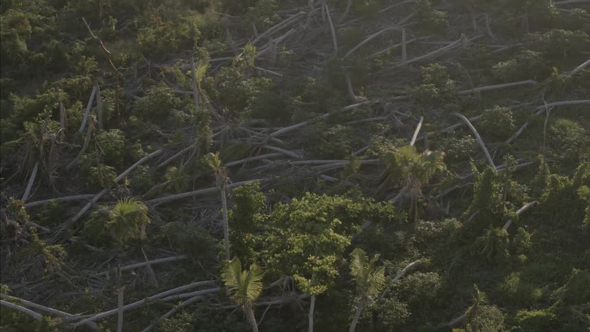 Aerial shot of downed trees