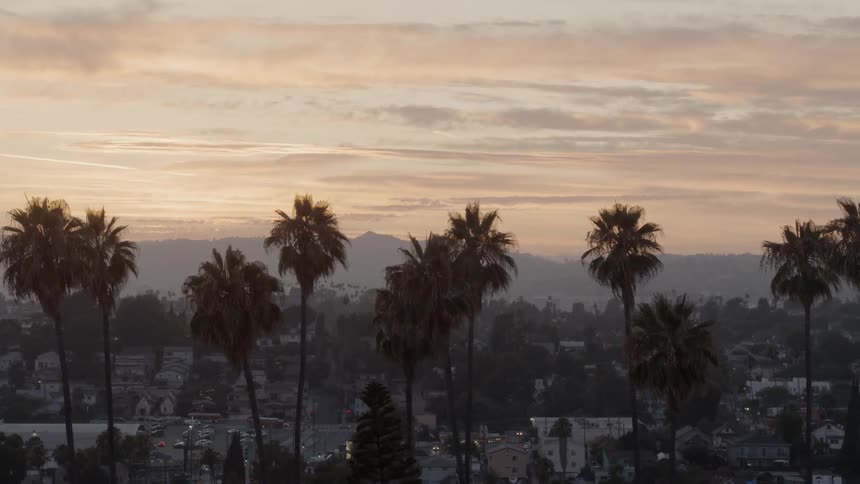 The palm trees rise high above the town at sunset