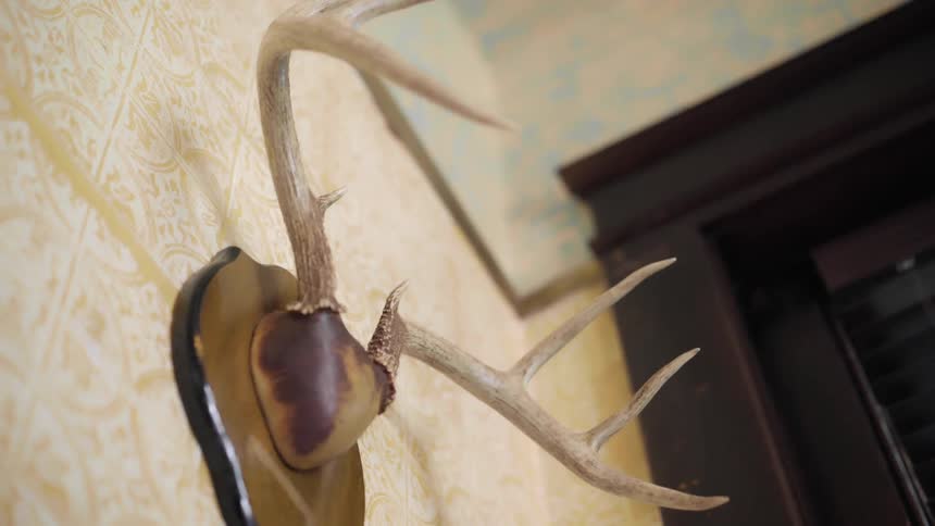 Deer antlers mounted on a wall